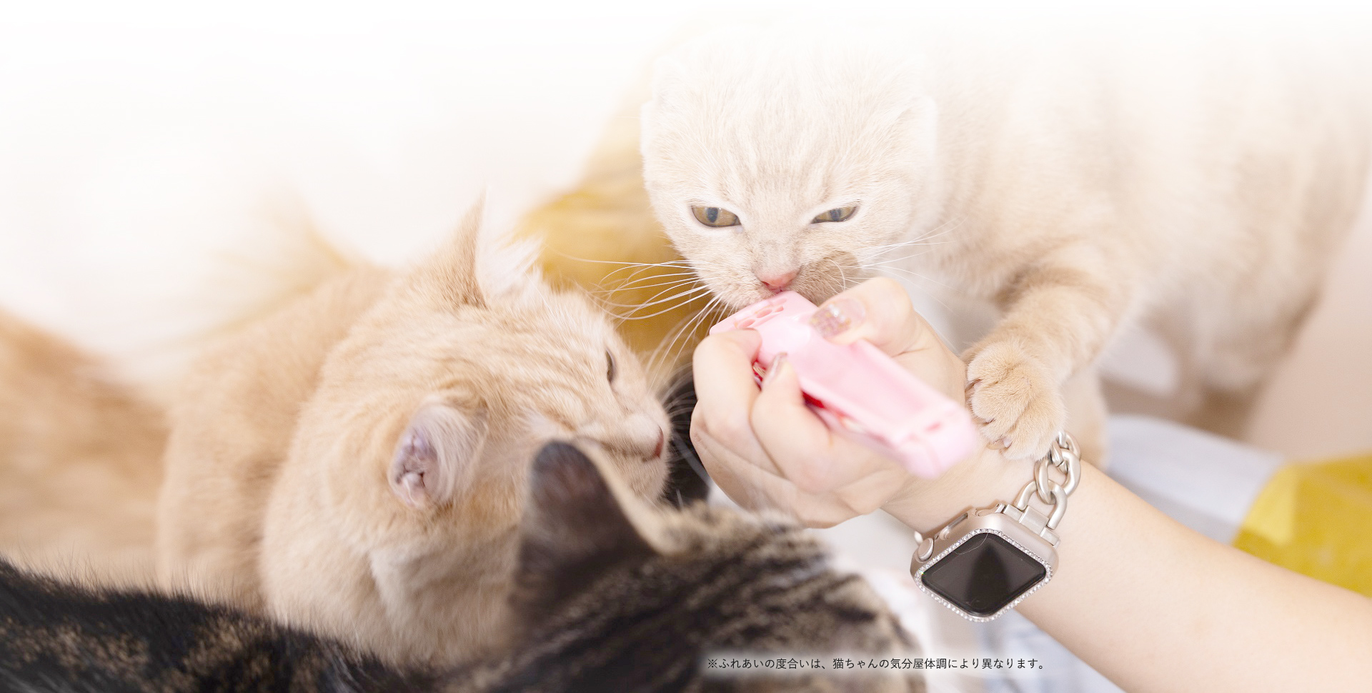 猫ちゃんといっしょ